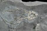 Four Ordovician Crinoids - Bobcaygeon Formation - Ontario #95194-1